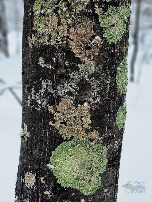 Photo by Stacey Flood