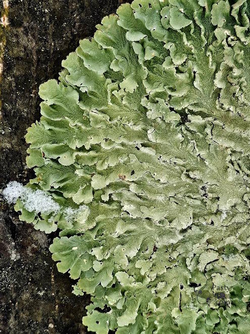 Photo by Stacey Flood