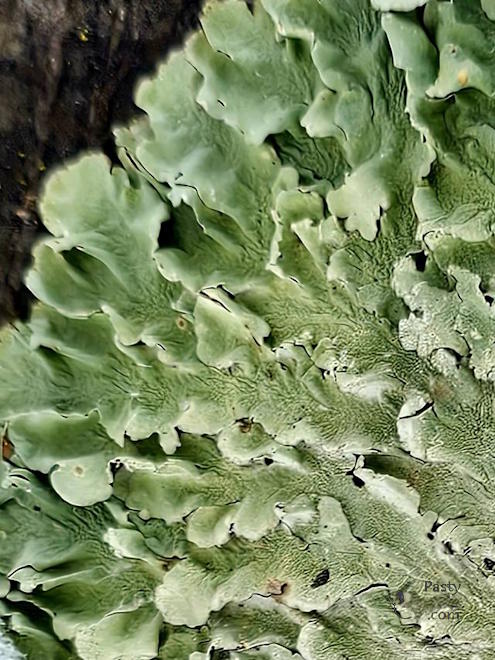 Photo by Stacey Flood