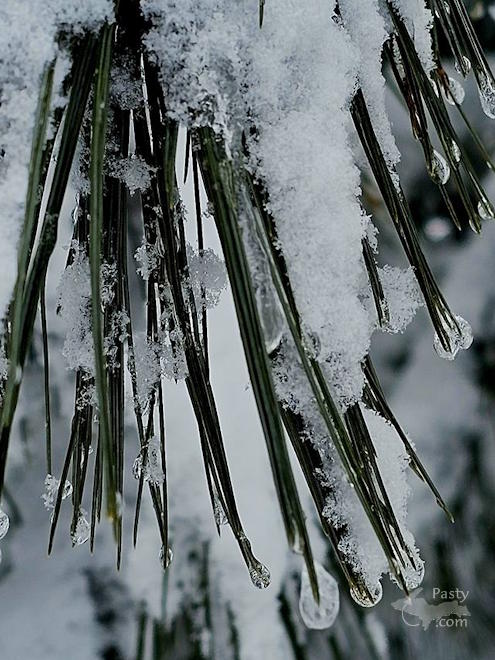 Photo by Stacey Flood