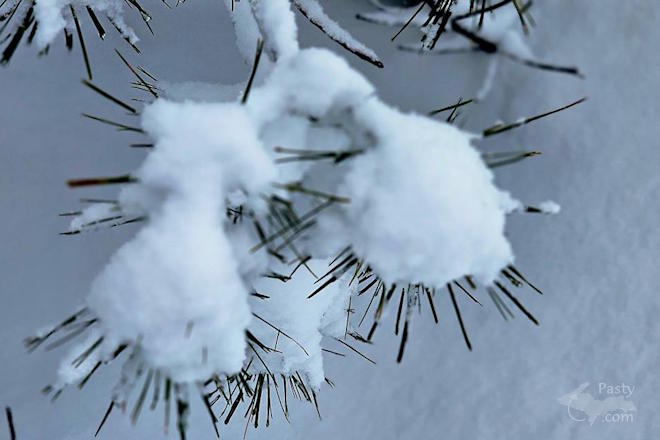 Photo by Stacey Flood