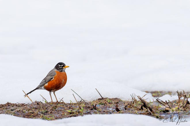 Photo by Chris Hendra