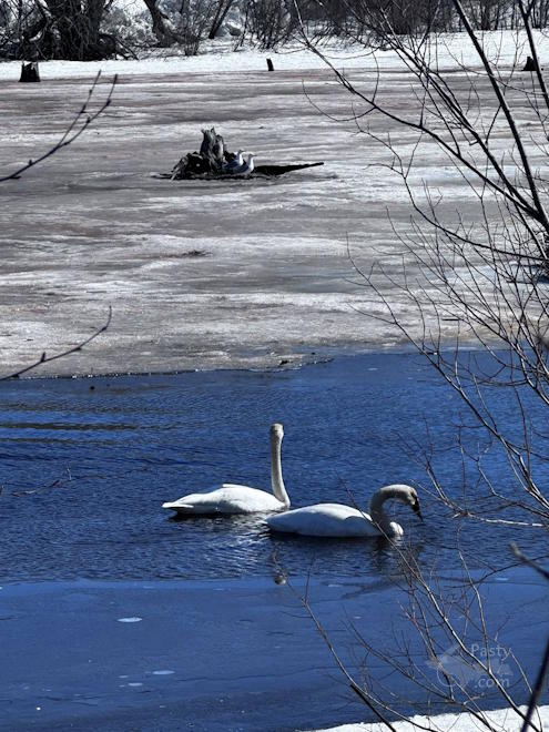 Photo by Judy Byykkonen