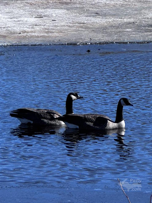Photo by Judy Byykkonen