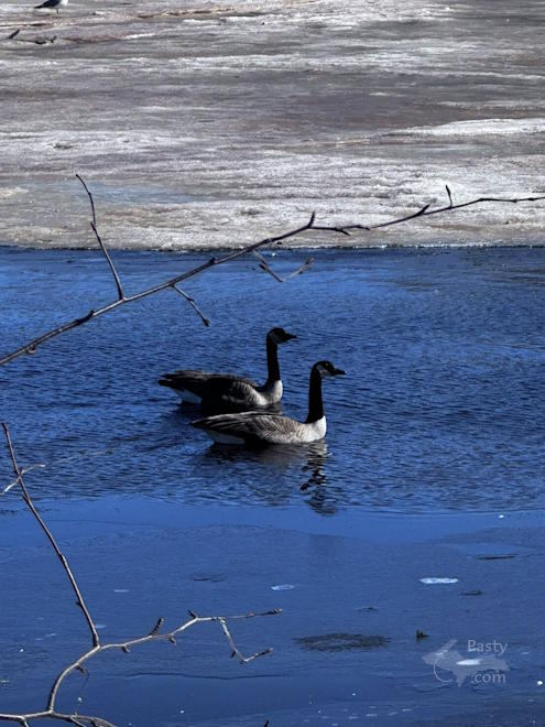 Photo by Judy Byykkonen