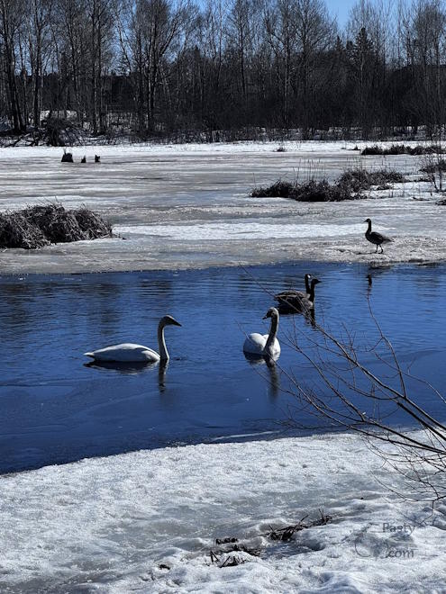 Photo by Judy Byykkonen