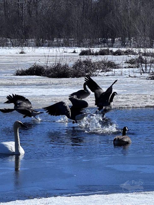 Photo by Judy Byykkonen