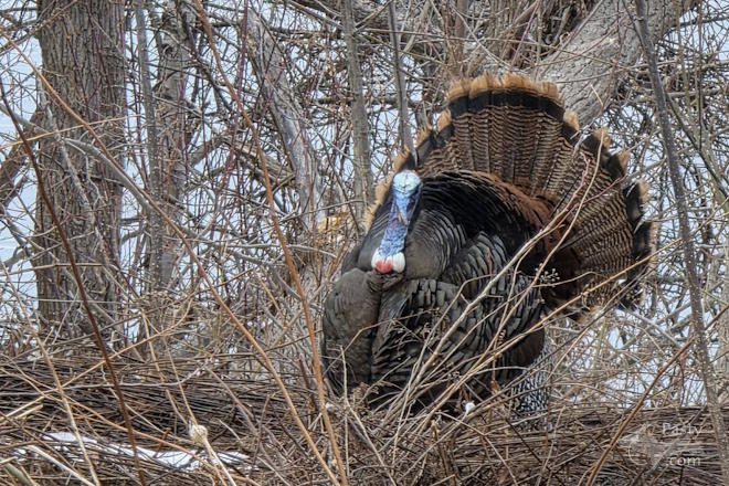 Photo by Laurie Bashaw