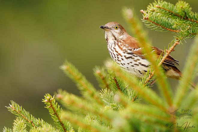 Photo by Chris Hendra