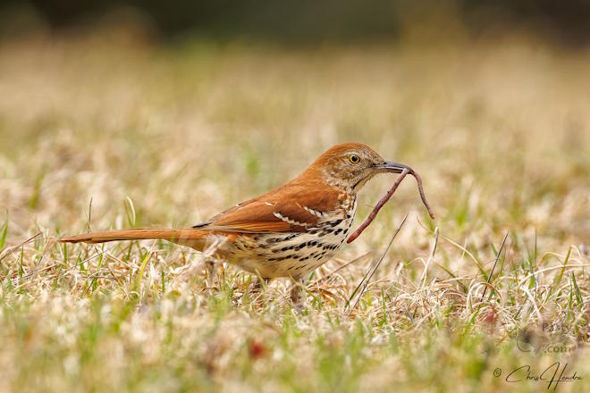 Photo by Chris Hendra