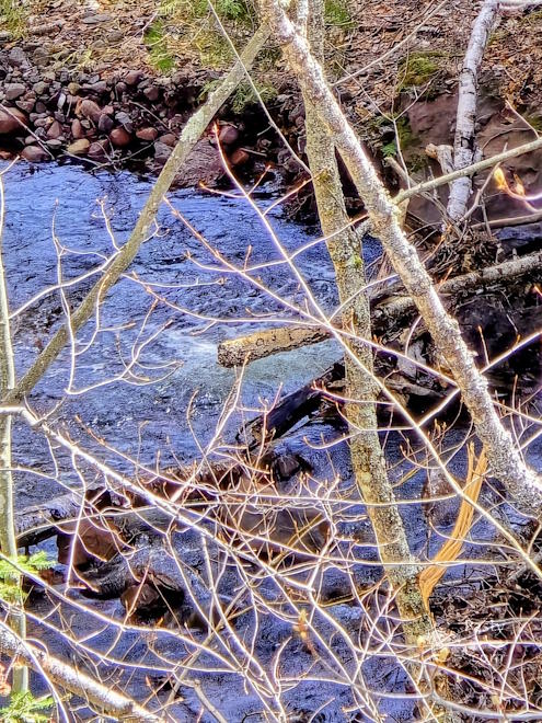 Photo by Deb Simons