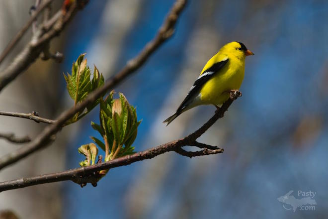 Photo by Kevin Dunham