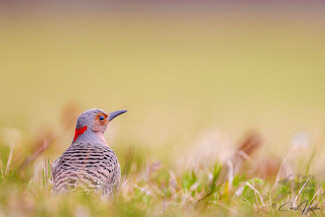 Photo by Chris Hendra