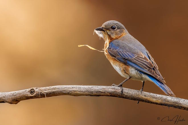Photo by Chris Hendra