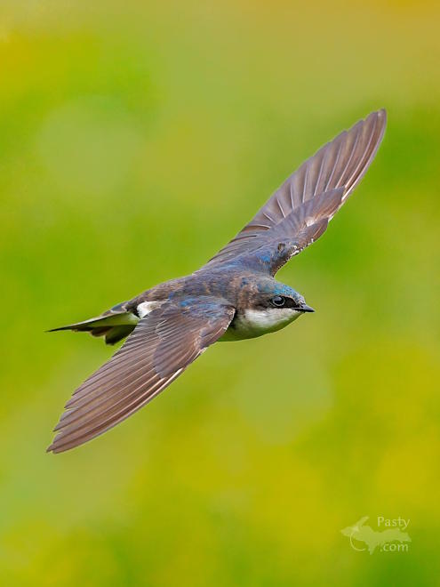 Photo by Chris Hendra