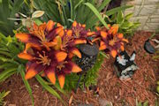Daily Interactive Feature