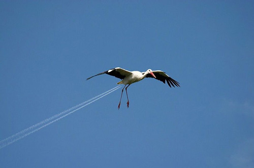 seagull on afterburner