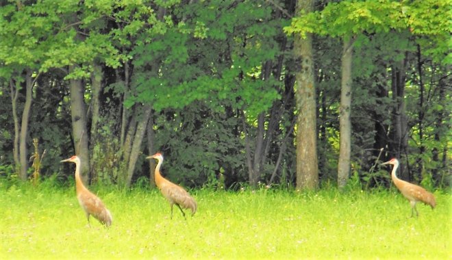 Sand Hill Cranes