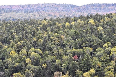 Red Tree Hunt