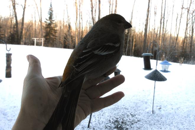 Donna's Grosbeak