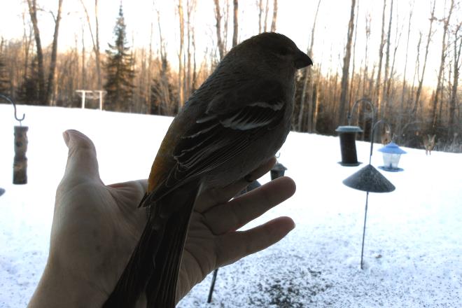 Donna's Grosbeak