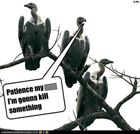 vultures