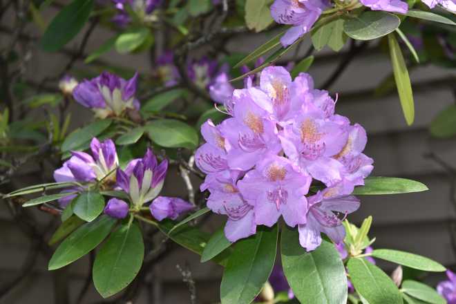 Rhododendron