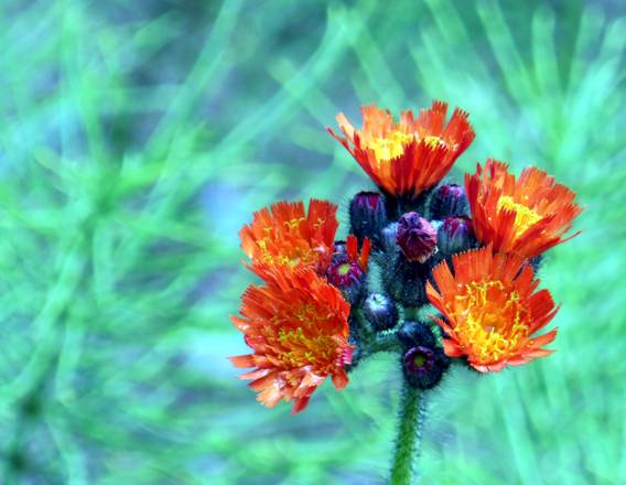 Devils Paintbrush-Orange Hawkweed