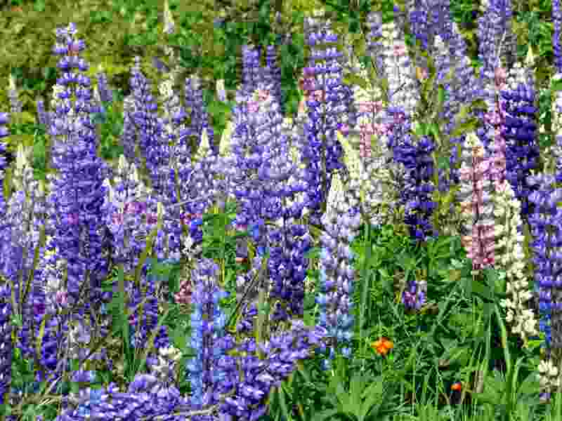 lupines