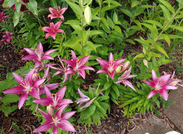 Deb's Lilies