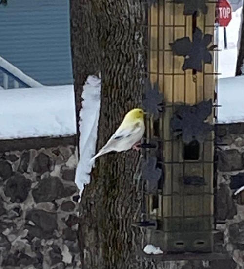 Leucistic Goldfinch #1