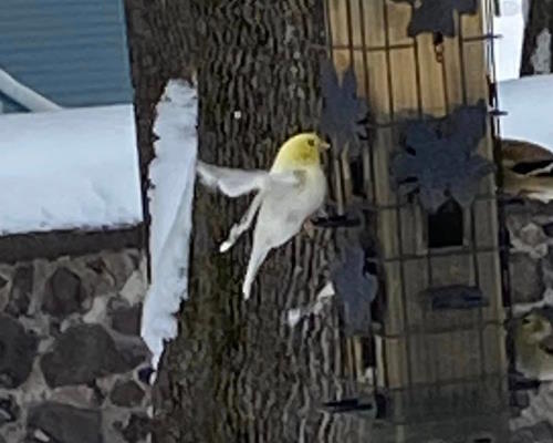 Leucistic Goldfinch #2