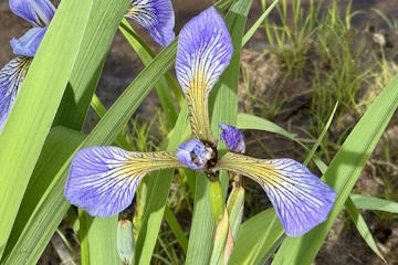 Blue Flag Iris
