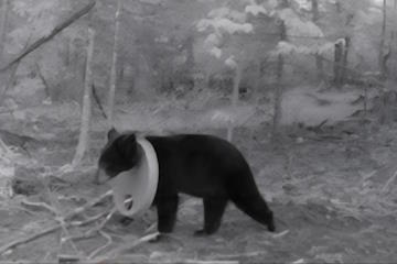 BearWithLid