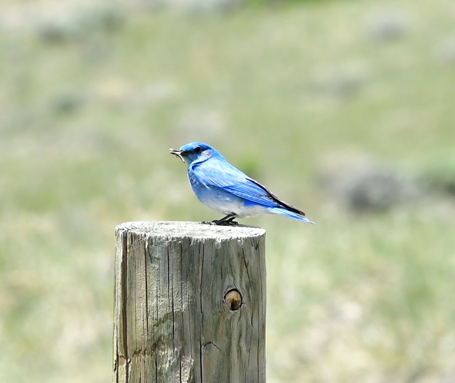 WesternBluebird
