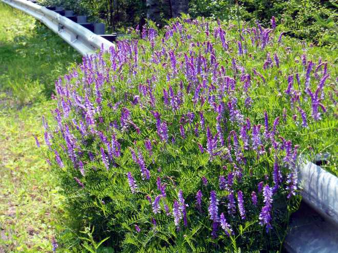 lupine