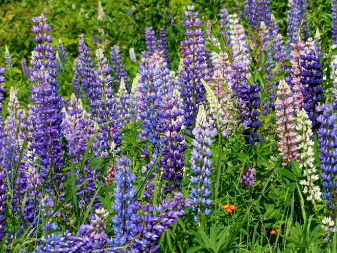 Lupine