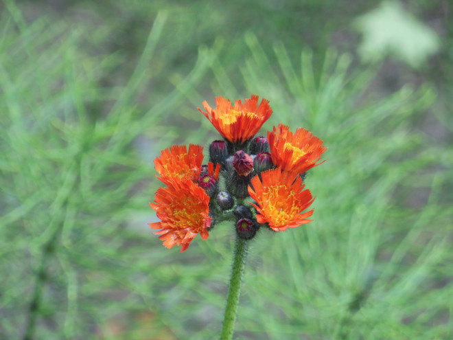 Hawkweed