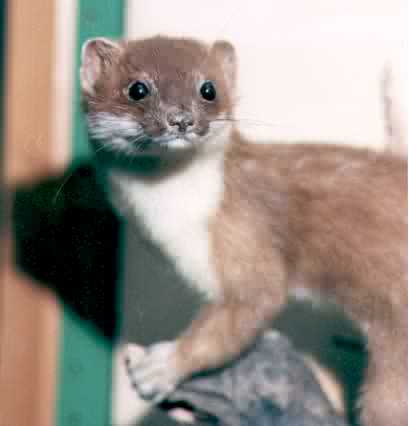 stoat.jpg