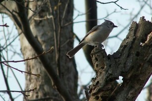 tuftedtitmouse