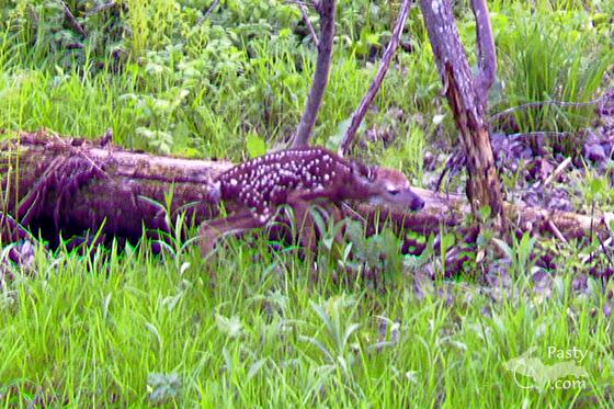 Newborn Fawn