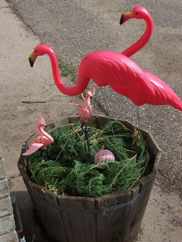 Deb and Mr. Deb's Flamingo nest