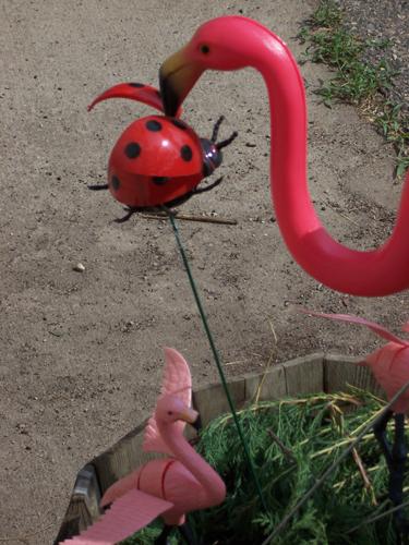 Deb and Mr. Deb's Flamingos feeding time