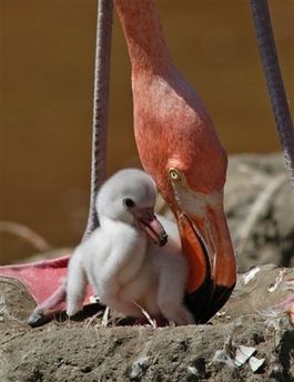 Flamingo&Kid.jpg