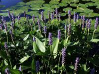 pickerelweed.jpg