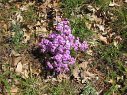 Cross Phlox