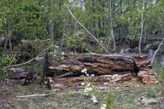 Moose log