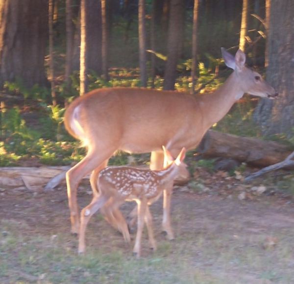 DeerPic.jpg