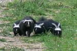 skunks