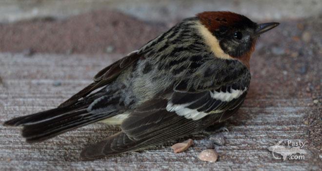 Bay-breasted Warbler